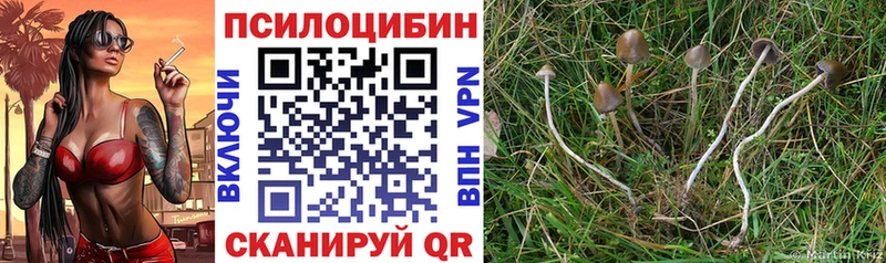Купить где  Пласт  Галлюциногенные грибы мицелий 